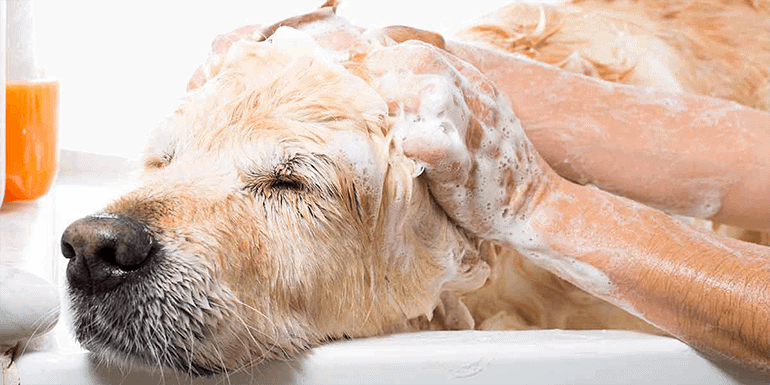 Best Dog Shampoo for Hair Loss