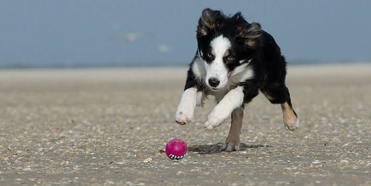 Best Toys for Border Collies