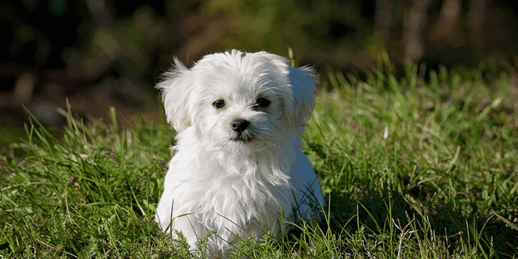 Best Whitening Shampoo for Dogs