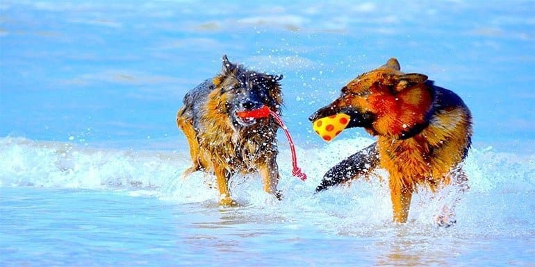 dog water toys