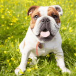 bulldog in meadow