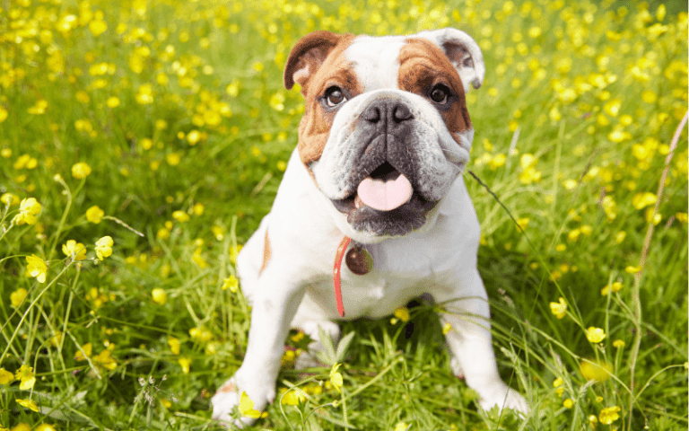 bulldog in meadow