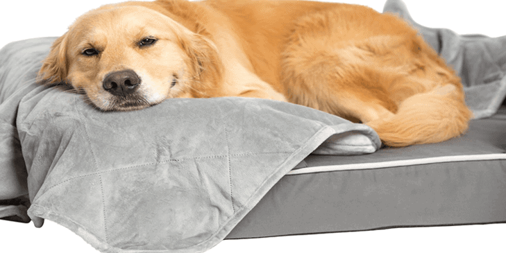 Best Blanket for Dog Hair