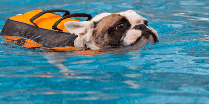 Best Life Jacket for French Bulldog