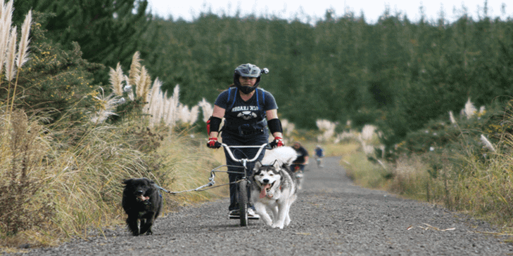Best Dog Repellent for Cyclists