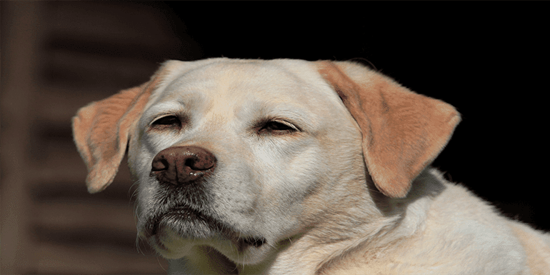 best shampoo for chocolate labs