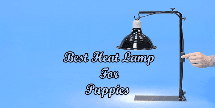 Best Heat Lamp For Puppies