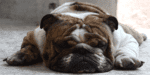 Best Dog Bed For English Bulldog