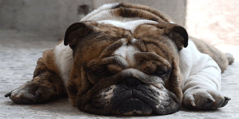Best Dog Bed For English Bulldog