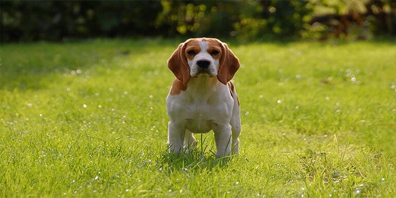 Best Shock Collar for Beagles