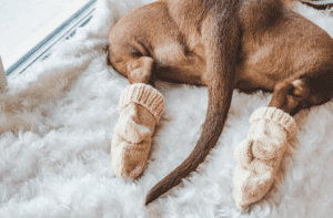 Dog feet in socks