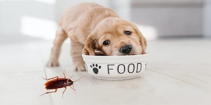 How to Keep Roaches Out Of Dog Food