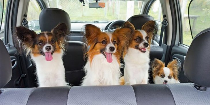 How to Keep Your Dog Cool in the Car