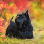 what is the best food for a scottish terrier. Scottie in autumn