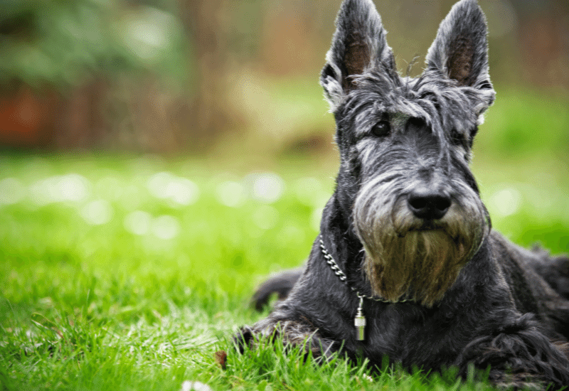 Scottish Terrier