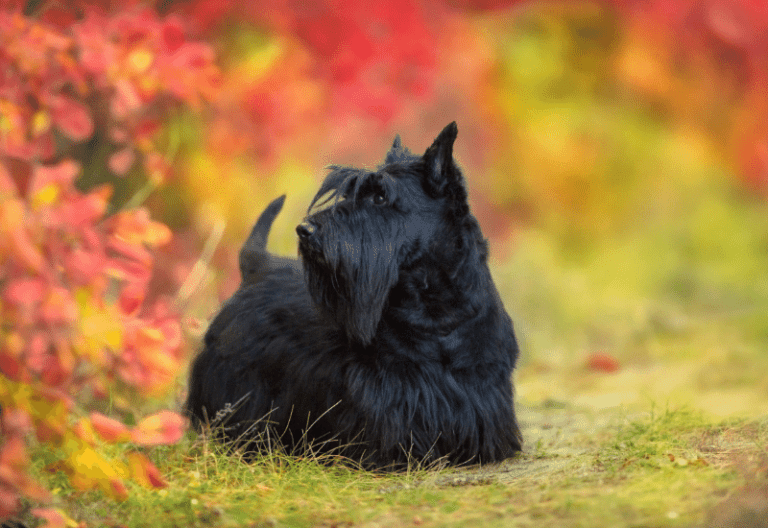 what is the best food for a scottish terrier. Scottie in autumn