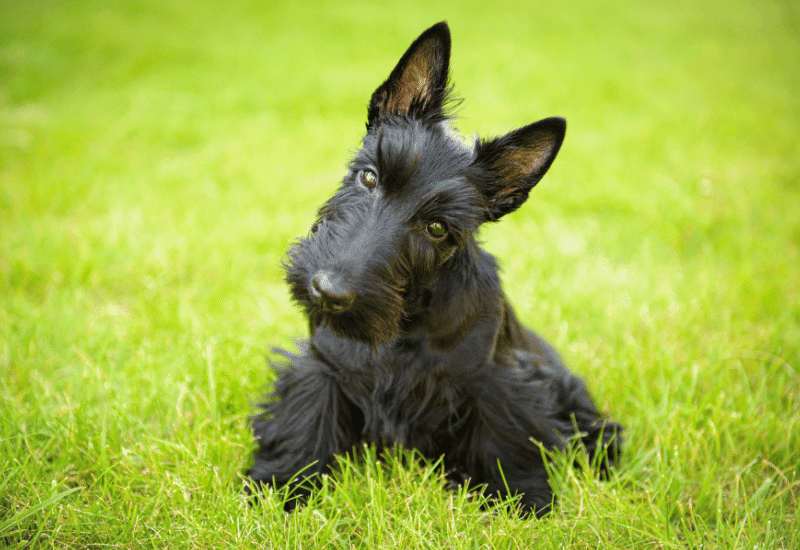 Scottish Terrier Puppy
