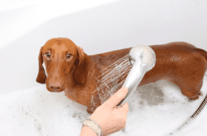 dachsund in bath