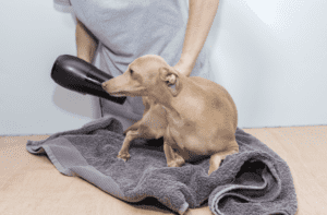 dog getting blow dried