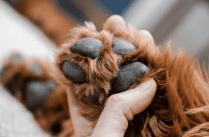 paw massage