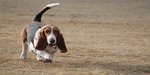 Best Harness for Basset Hound