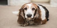 View of 12 Best Brush for Basset Hound 2023: Undercoat Rake Listed – AnimKy