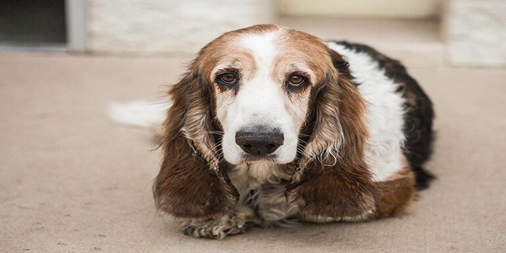 Best Brush for Basset Hound