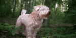 Best Brush for Wheaten Terrier