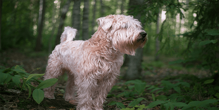 Best Brush for Wheaten Terrier