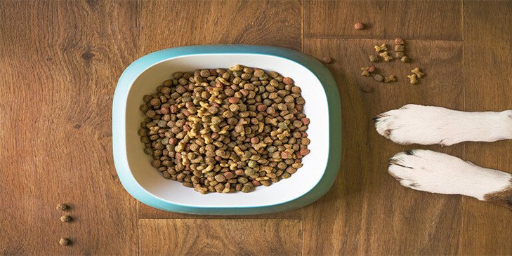 How Many Quarts in 30 Pounds of Dog Food