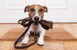 dog with leash in mouth