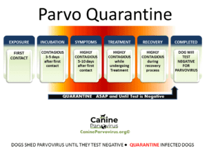quarantine guide for Parvo