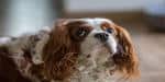 How to Groom a Cavalier King Charles Spaniel