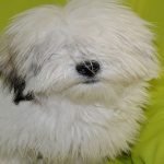 How to Groom a Coton De Tulear