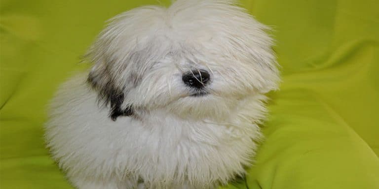 How to Groom a Coton De Tulear