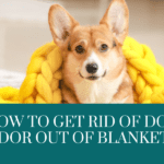 how to get rid of dog odor out of blankets