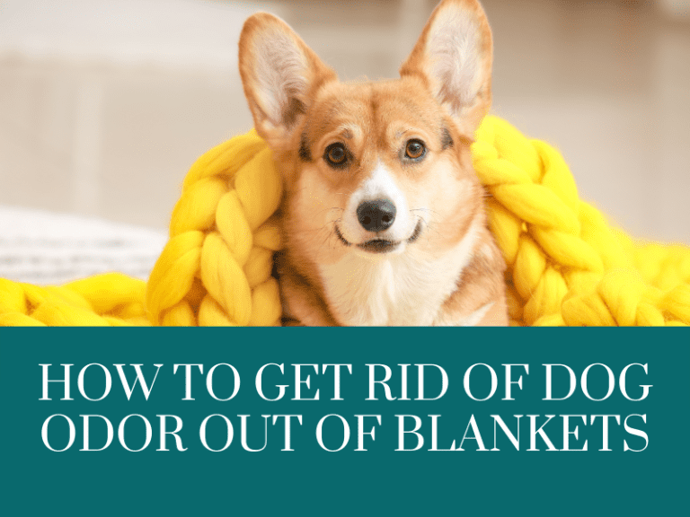 how to get rid of dog odor out of blankets