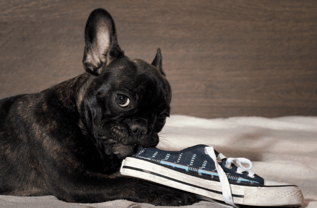 french bulldog shewing shoe