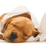 puppy sleeping in toilet paper