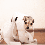 Dog diarrhea is often unpleasant