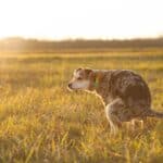 Dog pooping: Why do dogs eat poop