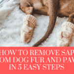How to Remove Sap From Dog Fur and Paws in 5 Easy Steps