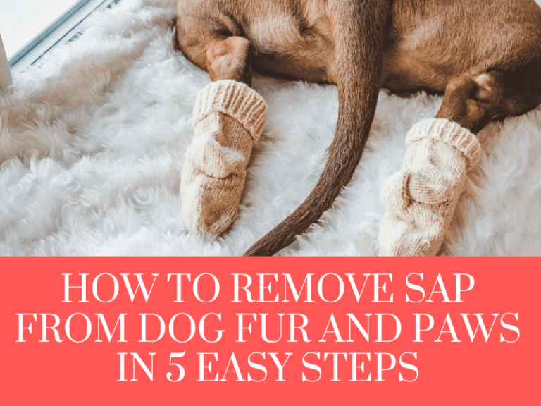 How to Remove Sap From Dog Fur and Paws in 5 Easy Steps