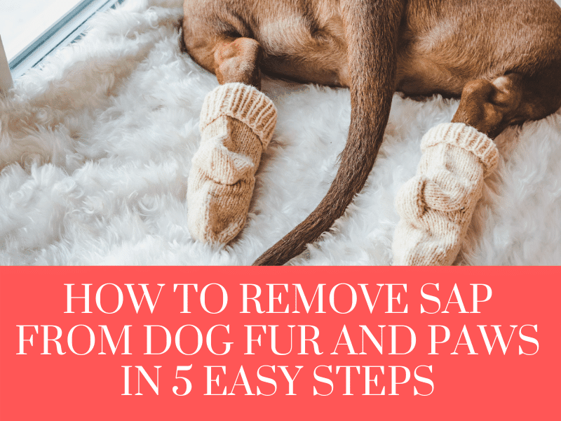 How to Remove Sap From Dog Fur and Paws in 5 Easy Steps AnimKy