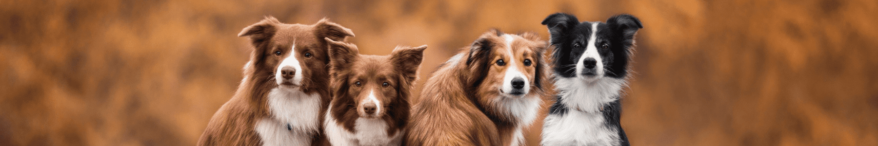 Best dog nutrition