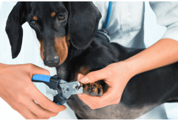 try standing the dog up to trim its nails