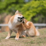 Dog scratching on grass