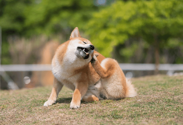 Dog scratching on grass