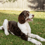 bernedoodle dog