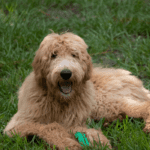 Goldendoodle.